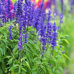1200 perennial sage for sale  Delivered anywhere in USA 
