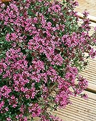 Thyme creeping red for sale  Delivered anywhere in UK