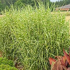 Direct gardening zebra for sale  Delivered anywhere in USA 