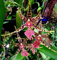 Premium orchid oncidium for sale  Delivered anywhere in USA 