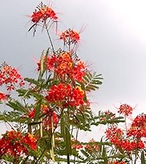 Caesalpinia pulcherrima rot gebraucht kaufen  Wird an jeden Ort in Deutschland