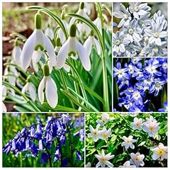 Woodland naturalising bulbs for sale  Delivered anywhere in UK