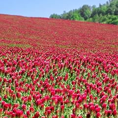 Crimson clover seeds for sale  Delivered anywhere in USA 