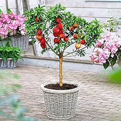 Peach bonsai tree for sale  Delivered anywhere in USA 