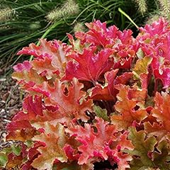 Heuchera marmalade coral for sale  Delivered anywhere in UK