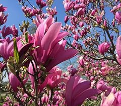 Dehner purpur magnolie gebraucht kaufen  Wird an jeden Ort in Deutschland