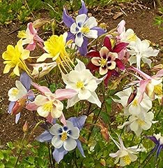 100 aquilegia mckana for sale  Delivered anywhere in UK