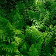 Lady ferns bare for sale  Delivered anywhere in USA 
