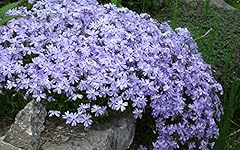 Creeping phlox blue for sale  Delivered anywhere in USA 