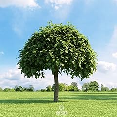 Catalpa bignonioides pcs for sale  Delivered anywhere in UK