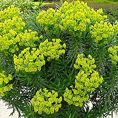 Euphorbia shorty spurge for sale  Delivered anywhere in Ireland