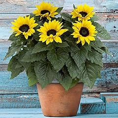 Outdoor sunflower potted for sale  Delivered anywhere in UK