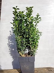 Buxus sempervirens evergreen for sale  Delivered anywhere in UK