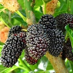 Mulberry dwarf everbearing for sale  Delivered anywhere in USA 