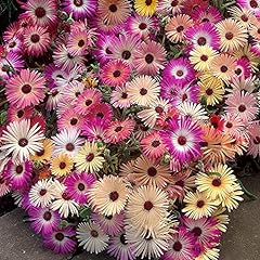 Mesembryanthemum mixed colourf for sale  Delivered anywhere in UK