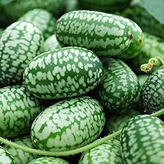 Mexican miniature watermelon for sale  Delivered anywhere in USA 