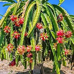 Brighter blooms dragon for sale  Delivered anywhere in USA 