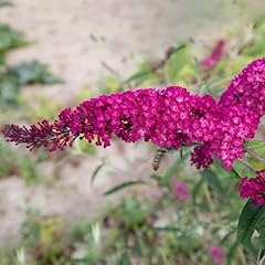 Sommerflieder buddleja davidii gebraucht kaufen  Wird an jeden Ort in Deutschland