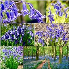 Bluebells bulbs bluebells for sale  Delivered anywhere in UK