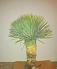 Large yucca rostrata for sale  Delivered anywhere in USA 
