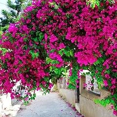 Generic semi bougainvillea usato  Spedito ovunque in Italia 