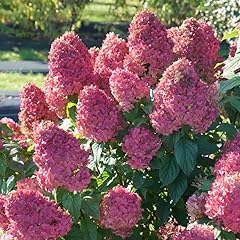 Fire pink hydrangea for sale  Delivered anywhere in USA 