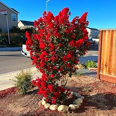 Red crape myrtle for sale  Delivered anywhere in USA 