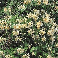 Late dutch honeysuckle for sale  Delivered anywhere in UK