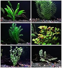 Plants bundle species for sale  Delivered anywhere in USA 