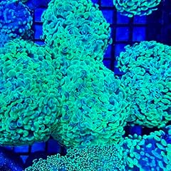 Live saltwater coral for sale  Delivered anywhere in USA 
