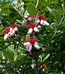 9eztropical pineapple guava for sale  Delivered anywhere in USA 