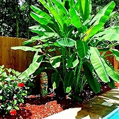 Dwarf cavendish banana for sale  Delivered anywhere in USA 