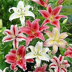 Lilies oriental mixed for sale  Delivered anywhere in UK