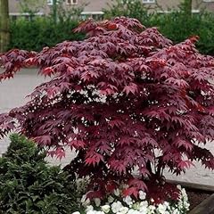 Japanese maple bloodgood for sale  Delivered anywhere in USA 
