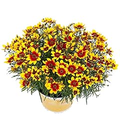Coreopsis plug plants. for sale  Delivered anywhere in UK