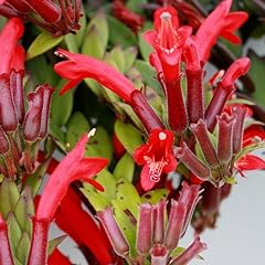 Red lipstick plant for sale  Delivered anywhere in USA 