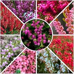Growon shrubs seasons for sale  Delivered anywhere in UK