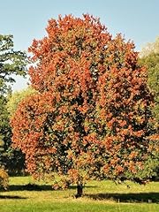 October glory maple for sale  Delivered anywhere in USA 