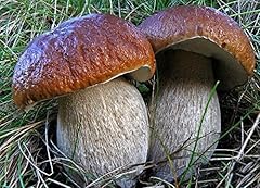 Semi micelio funghi usato  Spedito ovunque in Italia 