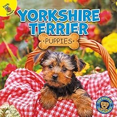 Top puppies yorkshire for sale  Delivered anywhere in USA 