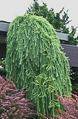Weeping european larch for sale  Delivered anywhere in USA 
