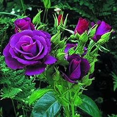 Semi purple rose for sale  Delivered anywhere in UK