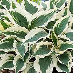 Hosta wide brim for sale  Delivered anywhere in UK