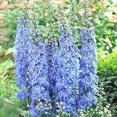 Delphinium excalibur light for sale  Delivered anywhere in UK