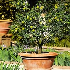Brighter blooms key for sale  Delivered anywhere in USA 