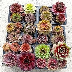 Mini succulent bulk for sale  Delivered anywhere in USA 