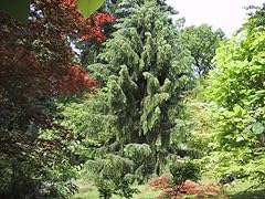 Tree seeds online for sale  Delivered anywhere in UK