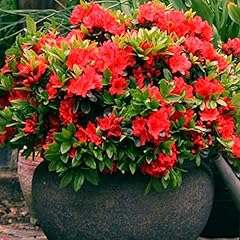 Red azalea japanese for sale  Delivered anywhere in Ireland