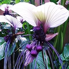 Tacca white bat for sale  Delivered anywhere in USA 