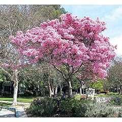 Chuxay garden tabebuia for sale  Delivered anywhere in USA 